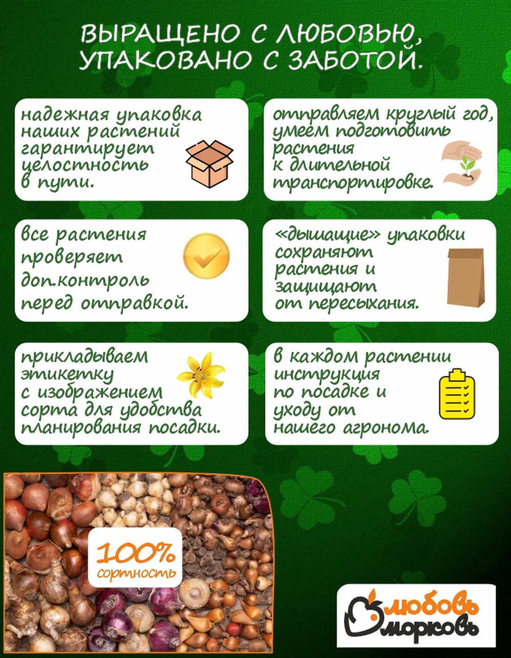 Гиацинт Луковицы цветы, Дельфт Блю, 5 шт