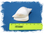 Стромбус Канариум отбеленный, 4-6см, 1шт