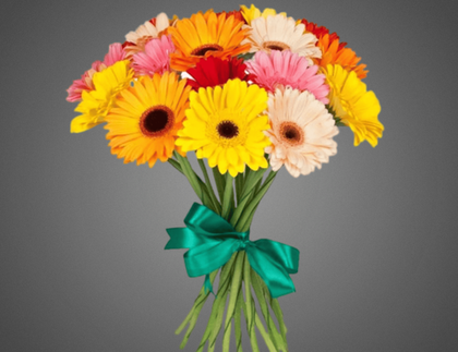 Букет из 15 гербер