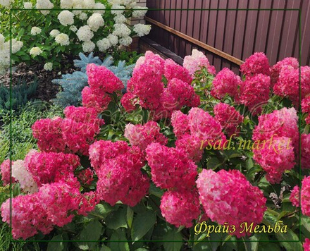 Гортензия метельчатая Фрайз мельба- Клубничная Мельба(Hydrangea paniculata `Fraise Melba`)