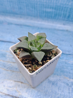 Haworthia Comptoniana hyb. (Хавортия)