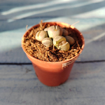 Lithops sp. (Литопсы)