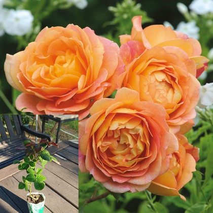 Роза Пэт Остин