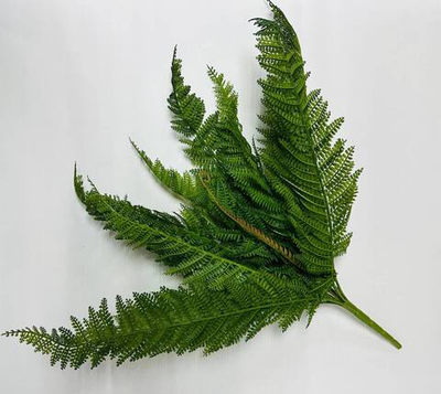 Куст Папоротник