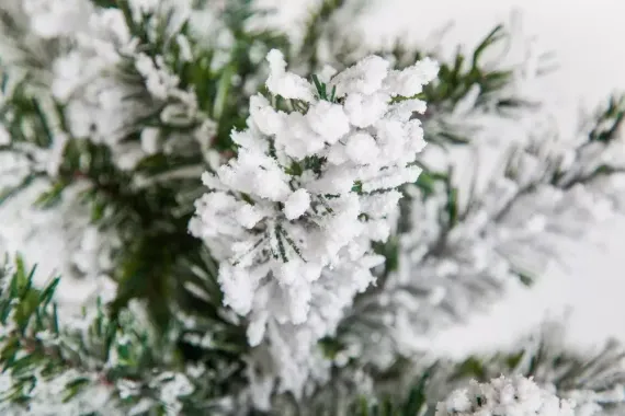 Ель Атлантида заснеженная 260 см., мягкая хвоя, Black Box (74345)