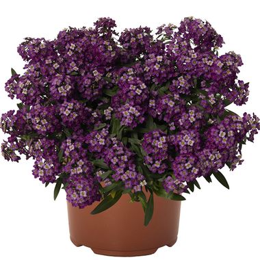 2410 АЛИССУМ PRINCESS IN PURPLE 2019