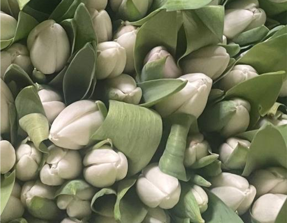 Банч 100 тюльпанов белых