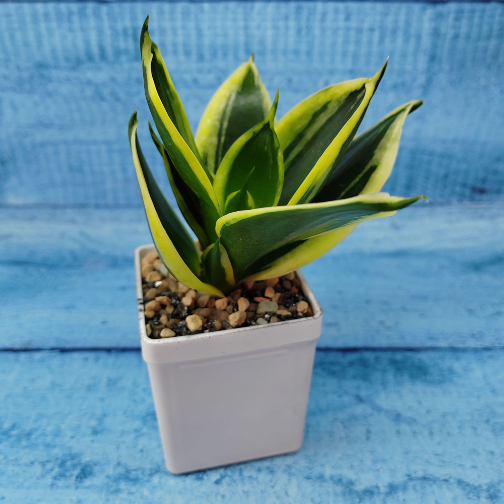 Sansevieria Hahnii Jade Marginata (Сансевиерия)