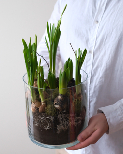 Луковицы нарциссов и гиацинтов в стеклянной вазе с мхом