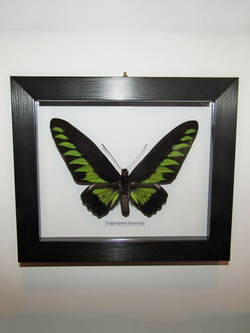 Бабочка Trogonoptera brookiana в рамке