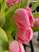 Тюльпаны кружевные - ярко-розовый цвет