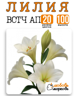 Лилия Луковица, Вотч Ап, гибридный, 1 шт