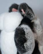 Кот Марсель (черно-шиншилловый) - уникальный окрас