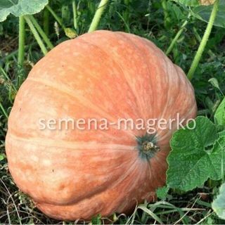 Тыква крупноплодная Масляный Король 50 (грамм)