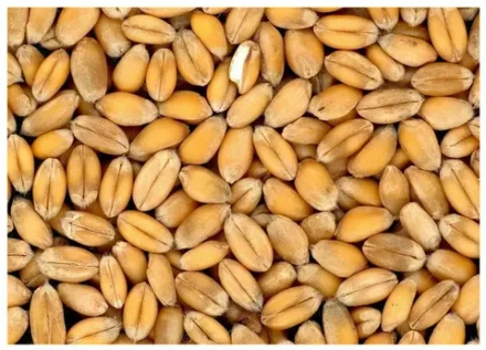 Пшеница 3,4,5 класс