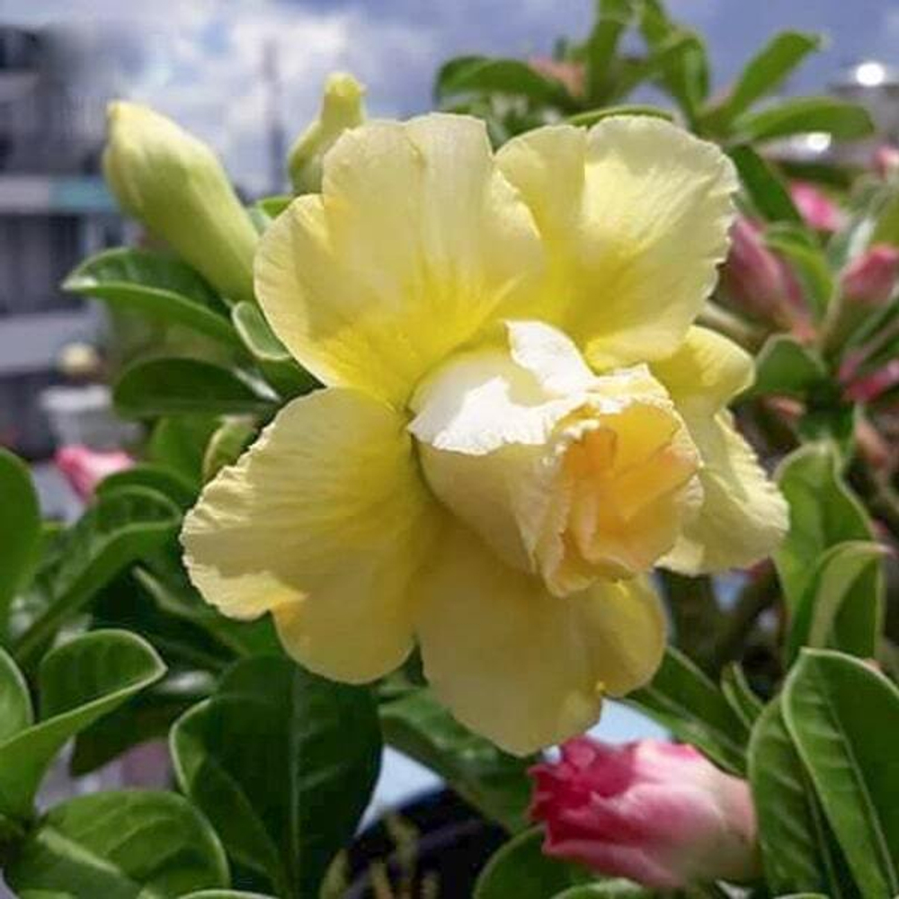 Адениум обесум 098 Pretty Lady