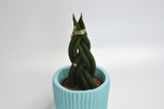 Сансевиерия Цилиндрика косичка / Sansevieria Cylindrica