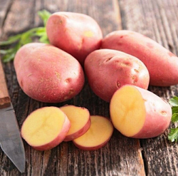 Картофель семенной Краса