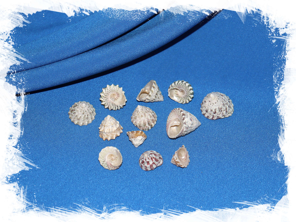 Ракушки Трохус Микс