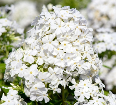 Флокс метельчатый Давид