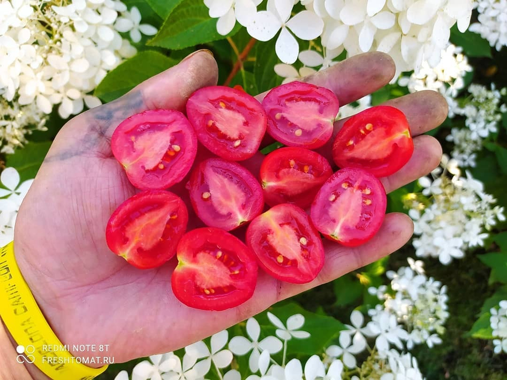 Клубничка (Tomatoberry) сорт томата