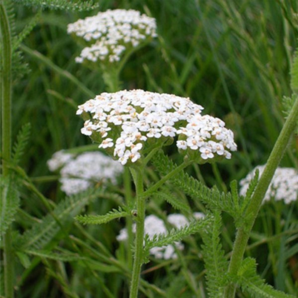 Тысячелистник обыкновенный Лилак Бьюти  С1,5