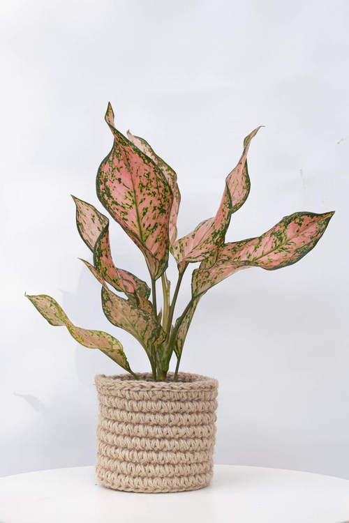 Аглаонема Пинк Долфин