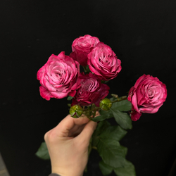 Роза кустовая Kylie 60 см / 1 шт