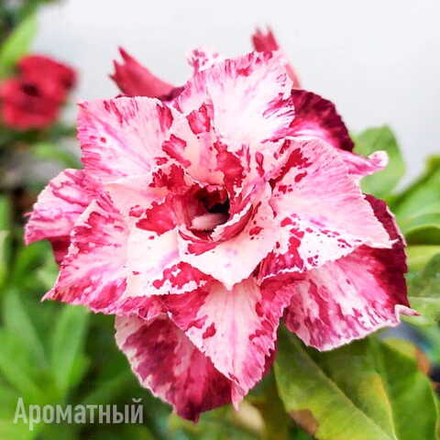 Адениум 969-MY LINH 5