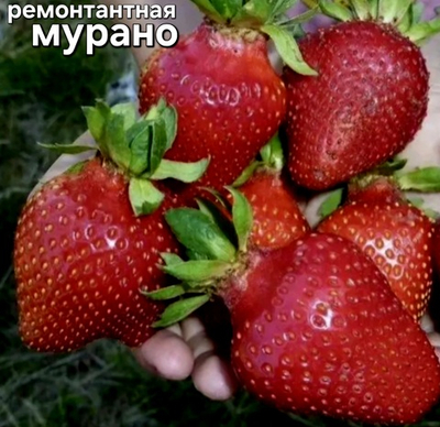 САЖЕНЦЫ РЕМОНТАНТНОЙ КЛУБНИКИ МУРАНО