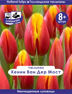 Тюльпан Луковица, Хенни Ван Дер Мост, 8+ шт