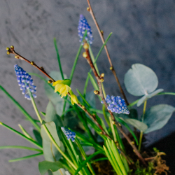 131. Весенняя романтичная композиция с луковичными мускари и нарциссами