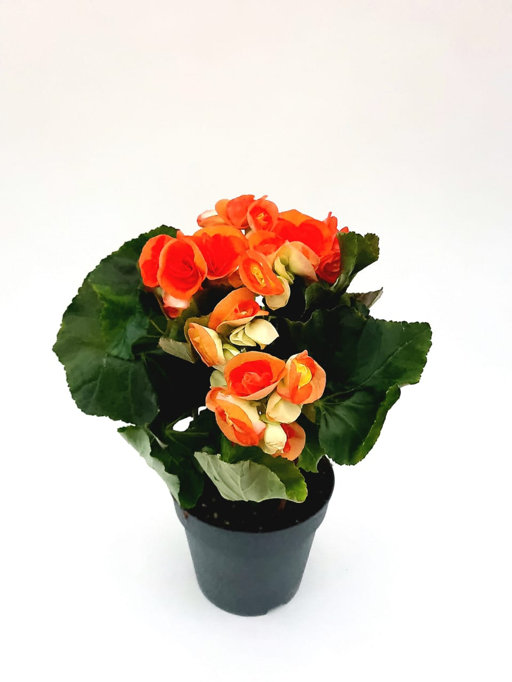 Бегония Элатиор (Бегония вечноцветущая)