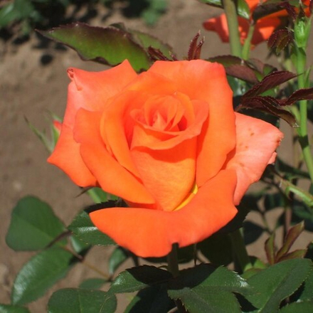 Роза чайно-гибридная Импульс