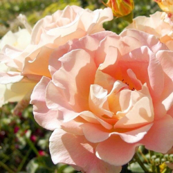 Роза Рококо С7 Закупка М57 июнь 2026