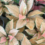 Аглаонема ORANGE MAROON