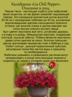 Калибрахоа Чили Перчик