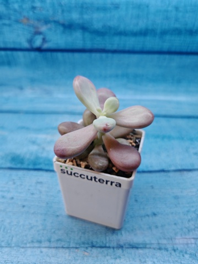 Pachyphytum Oviferum Pink (Пахифитум)