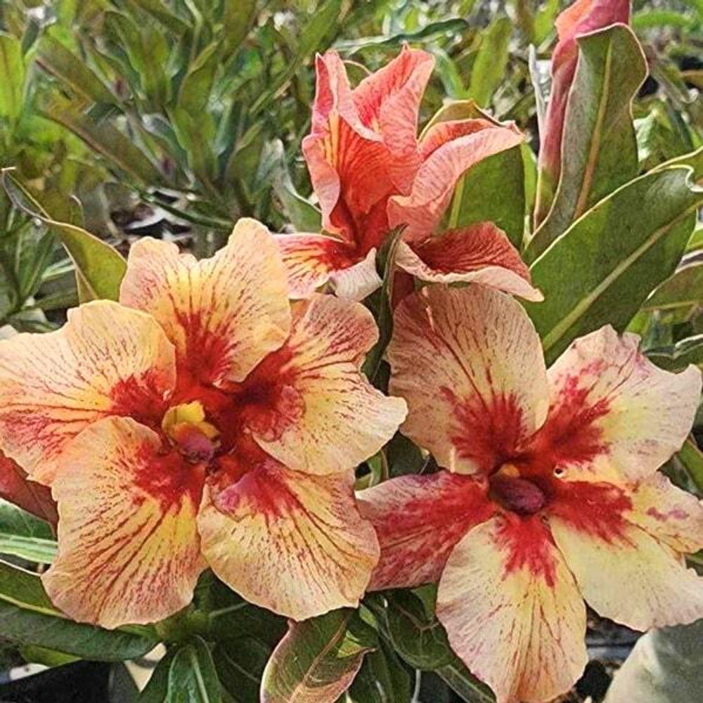 Адениум обесум SUNLIGHT