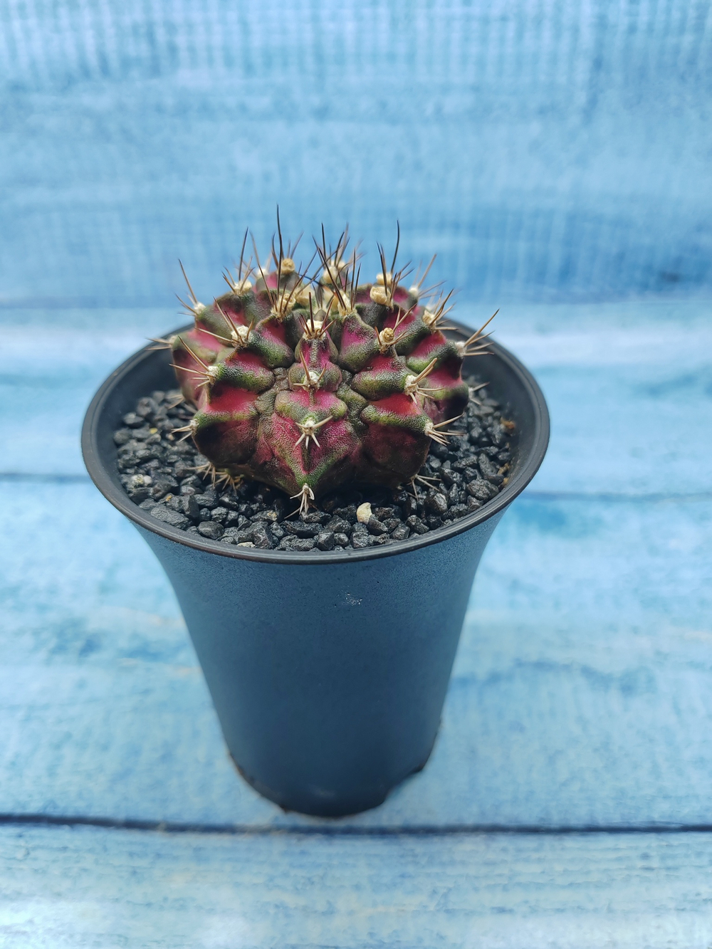 Gymnocalycium T-Rex Pink hybride (Гимнокалициум T-rex)