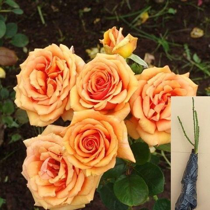 Роза Кингс Дей чайно-гибридная саженец с ОКС.