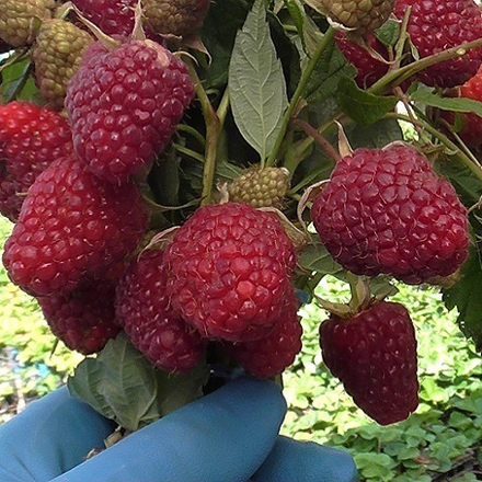 Малина ремонтантная Самохвал