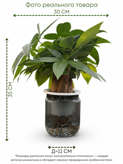 Пахира Little Forest Space Cup Three-Branch горшок с автополивом д.11
