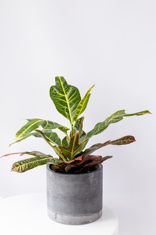 Кротон (кодиеум)