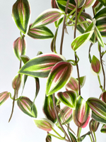 Традесканция зеленая-розовая 75 см.