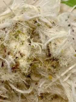 Пишмак с фисташками /Пишмание с фисташками