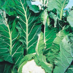 КЛ 650 F1 семена капусты цветной (Clause / Клос)