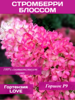Гортензия Стромберри Блоссом