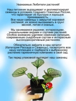 Брунера Силвер Харт крупнолистная