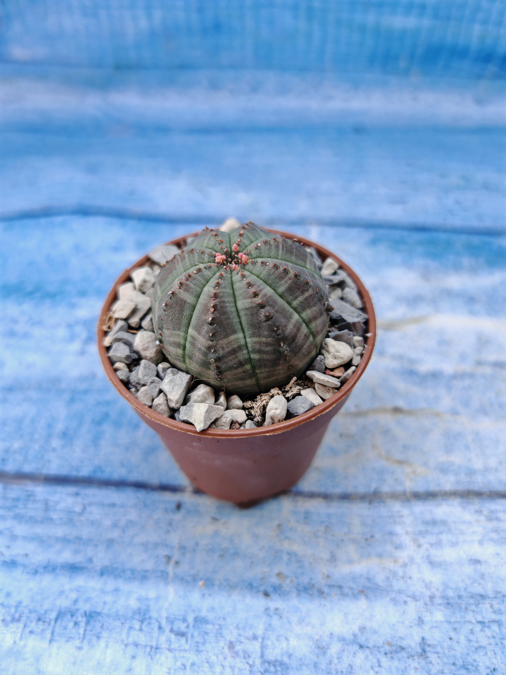 Euphorbia Obesa (Эуфорбия)